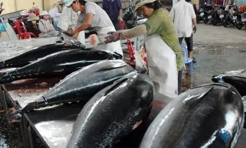 Xuất khẩu cá ngừ sang Canada tăng mạnh